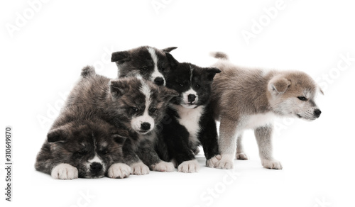 Fototapeta Naklejka Na Ścianę i Meble -  Cute Akita inu puppies on white background. Friendly dogs