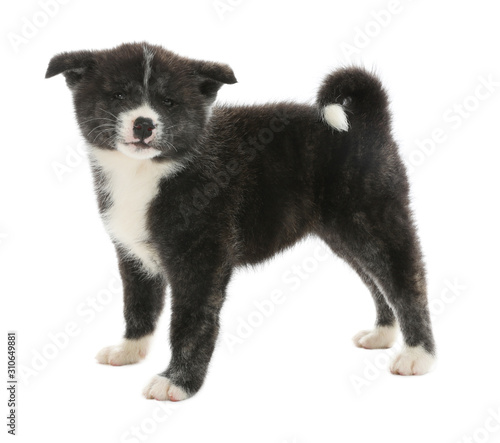 Cute Akita inu puppy on white background. Friendly dog