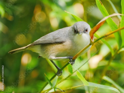 Zosterops - endemic bird from Mauritius perching in natural environment  photo