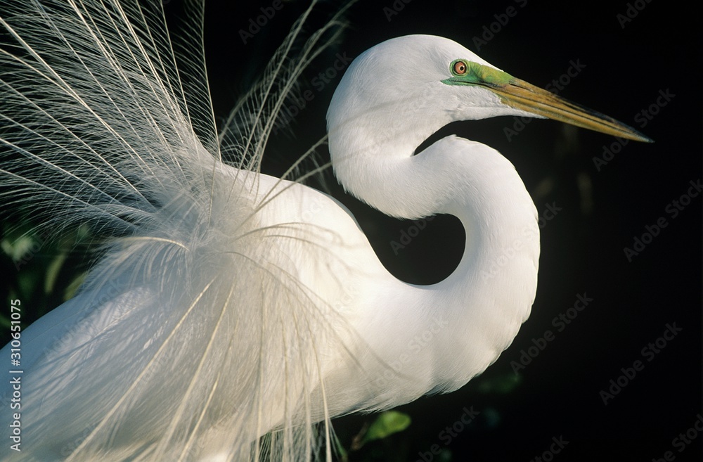 White Egret close-up - obrazy, fototapety, plakaty 