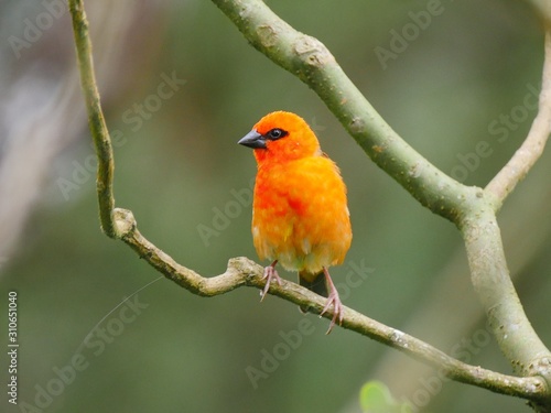 Red Fody bird from Mauritius