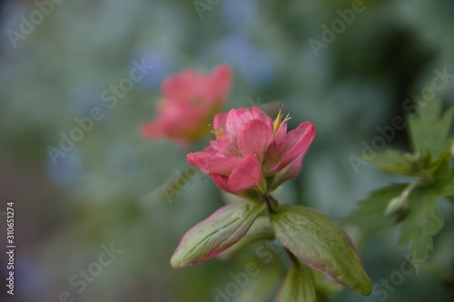 red flower