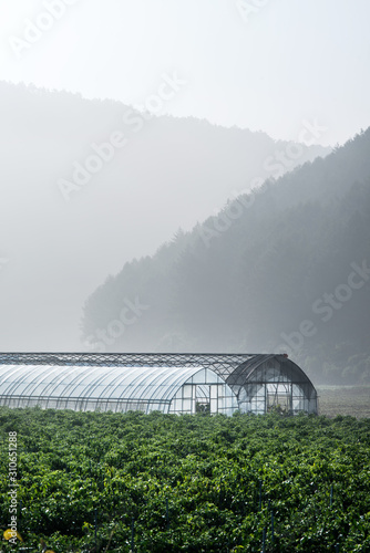 Greenhouse from polythene plastic on an agricultural field.