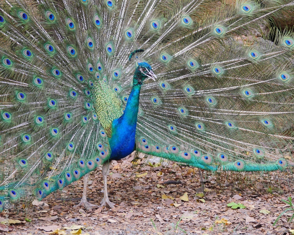 Obraz premium peacock with feathers out