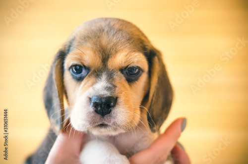 Photography beagle puppy