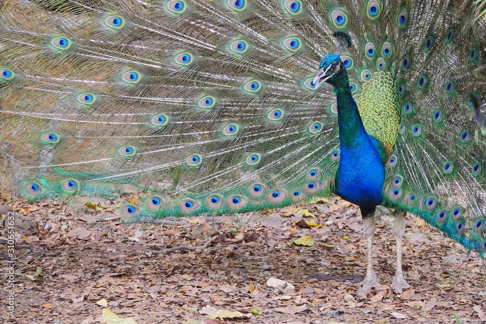 Obraz premium peacock in the park