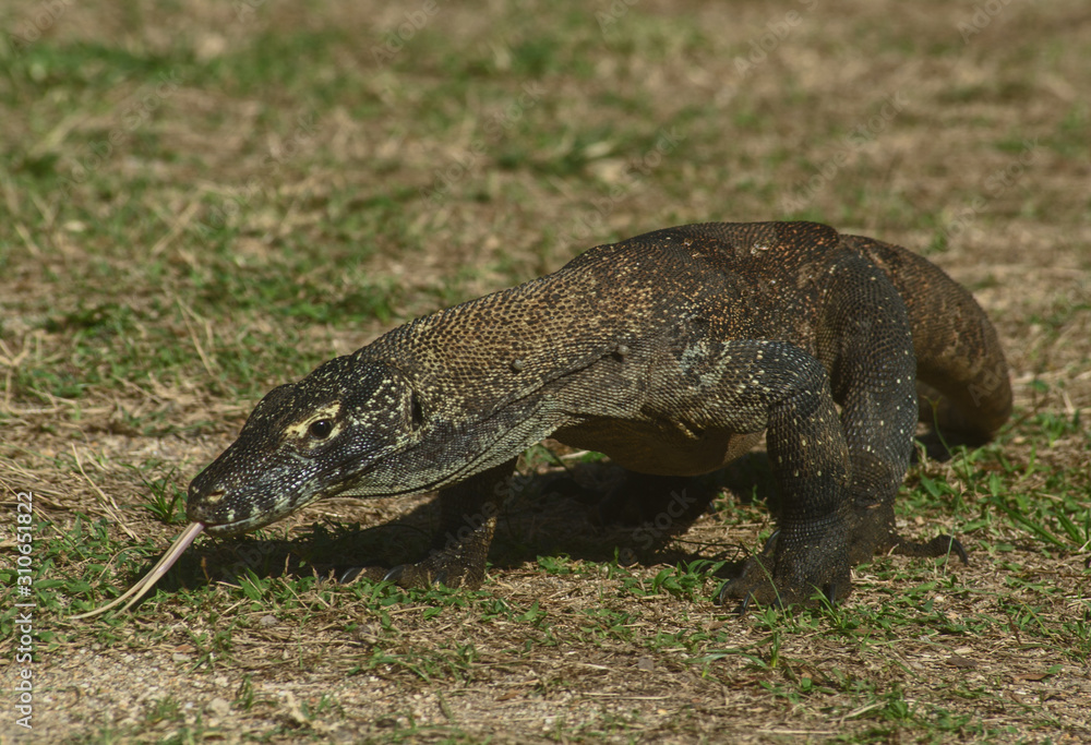 Fototapeta premium Komodo Dragon, Rinca Island, Indonesia
