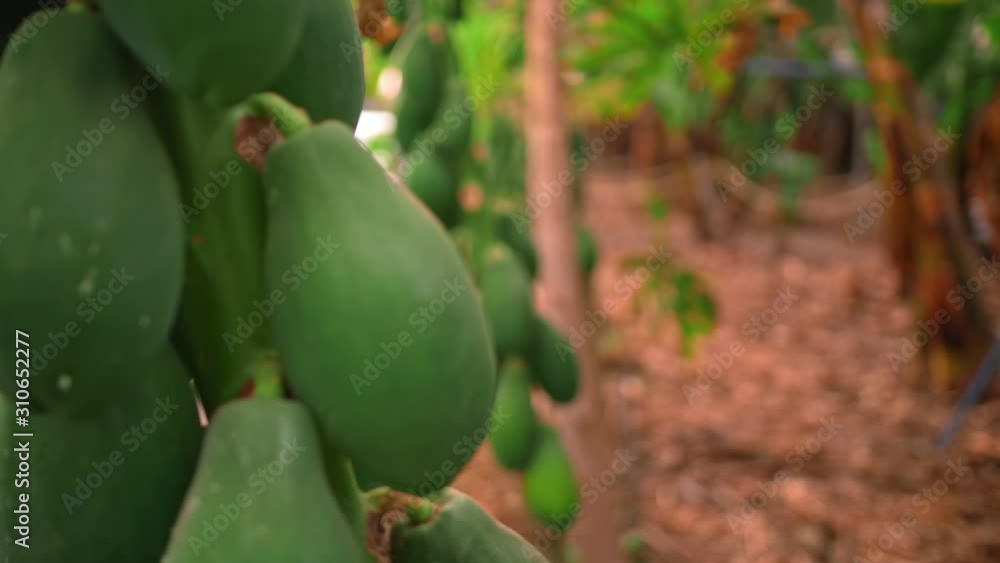 Green growing bunch of papaya on a tropical plantation. The concept of growing tropical fruits, organic farming. Green growing bunch of papaya on a tropical plantation. The concept of growing tropical fruits, organic farming.