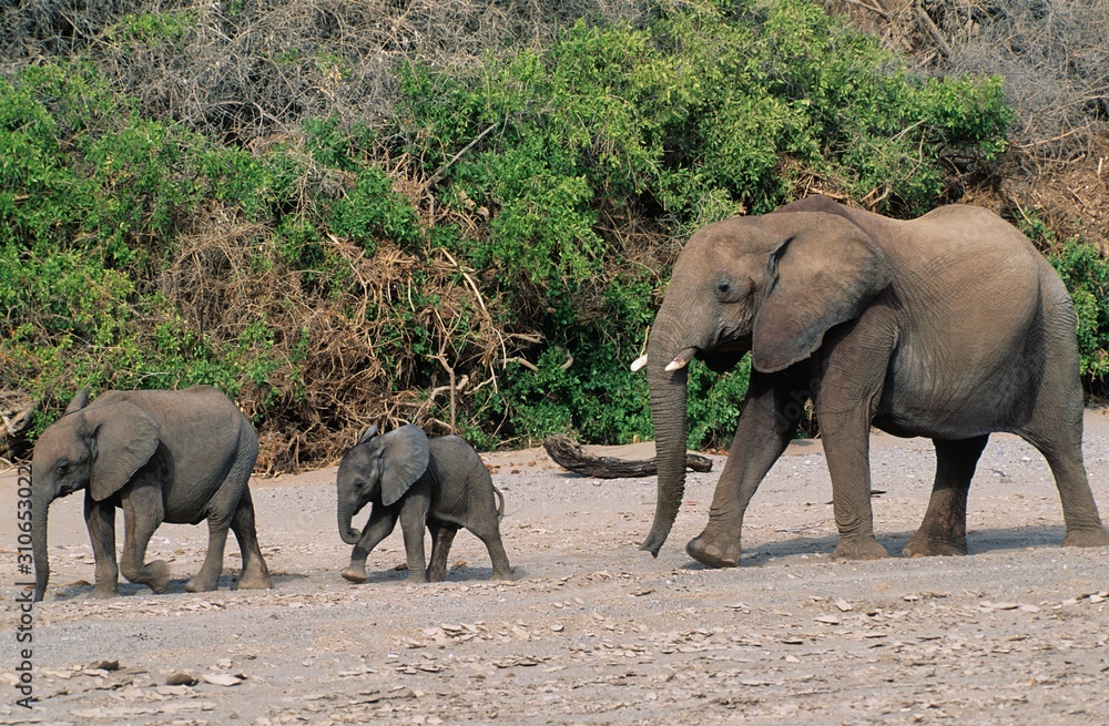 Fototapeta premium Three African Elephants (Loxodonta Africana) in a row