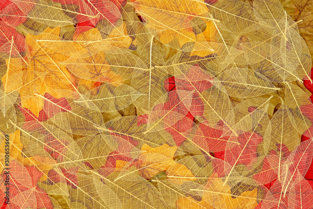 Natural leaf skeleton overlayed on red, yellow and green maple leaves