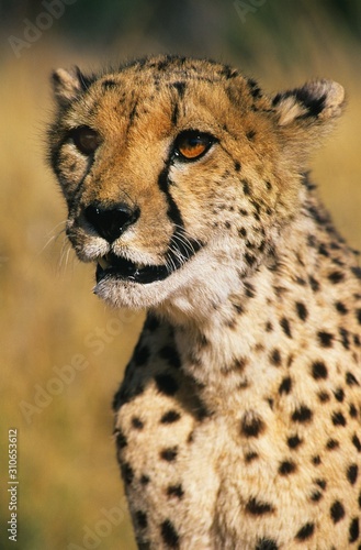 Cheetah (Acinonyx Jubatus) close-up