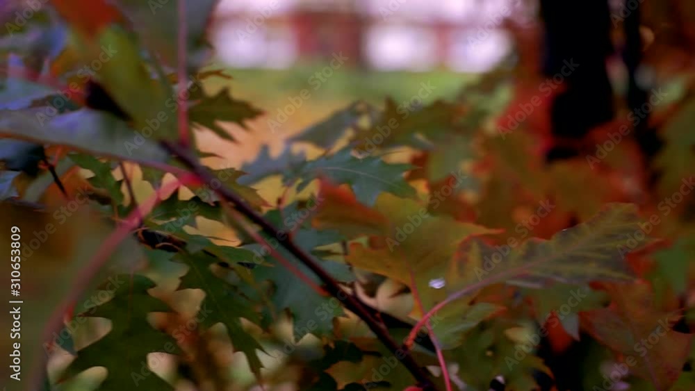 Autumn mood background from oak leaves. Autumn leaves move from the wind, closeup, selective focus Slow motion Autumn mood background from oak leaves. Autumn leaves move from the wind, closeup, selective focus Slow motion