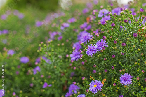 Autumn aster flowers  selective focus. Alpine Aster  Aster alpinus  . Decorative garden plant with purple flowers. Floral background and natural pattern with violet aromatic aster. 