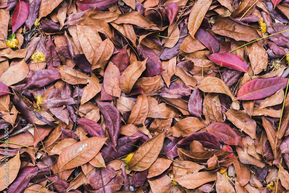 Full-frame images of dry leaves on the ground in the dry season