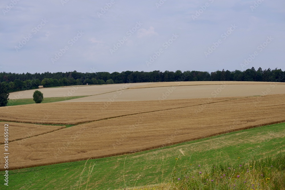 Obraz premium Getreidefeld