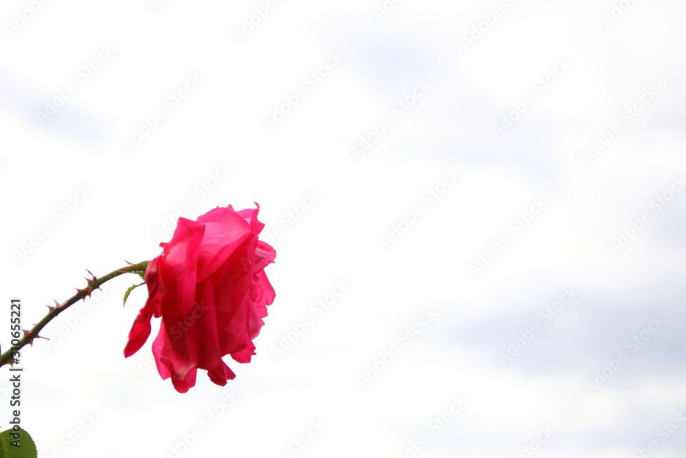 薔薇 曇り空に映える一輪の薔薇 Stock Photo Adobe Stock