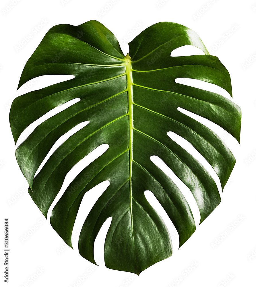 monstera tropical leaf isolated on white - obrazy, fototapety, plakaty 