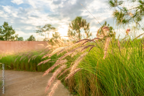 Beautiful golden grasses background blue sky clouds green garden sunrise  sunset sun shine silhouette light idea travelling backpacker guiding  backpacking camping campfire hiking relaxing resting