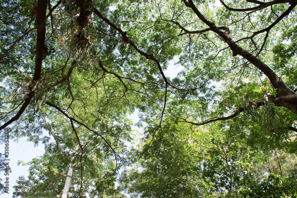 Top view of large tree branches. Nature. Top view of large tree branches. Nature.