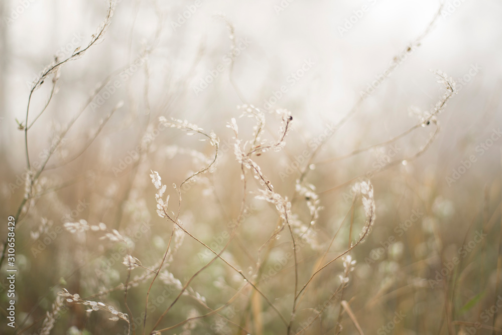Fototapeta premium Delicate blurred background of autumn spikelets. Beige tones. Fluffy light spikelets