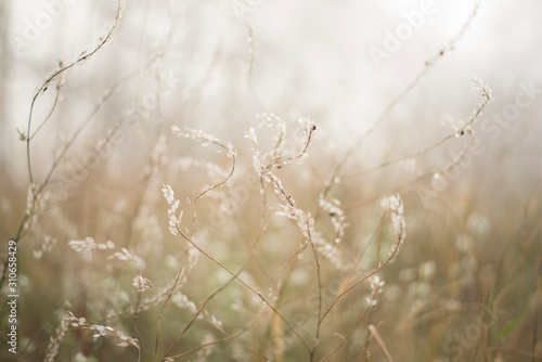 Delicate blurred background of autumn spikelets. Beige tones. Fluffy light spikelets
