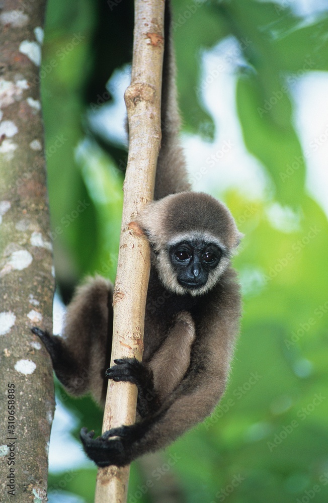 Naklejka premium Young Squirrel Monkey climbing tree