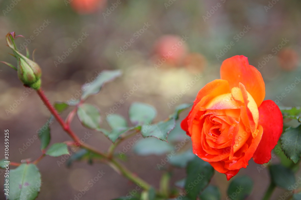 薔薇 背景ぼけの強い薔薇 Stock Photo Adobe Stock