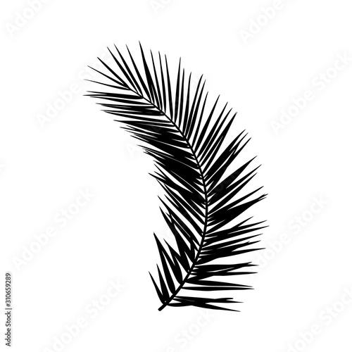 Silhouette of a palm leaf. Black tropical plant isolated on white background. Vector illustration