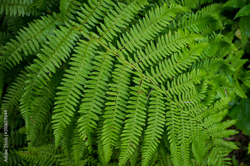 Background image of green grass. The texture of fresh fern
