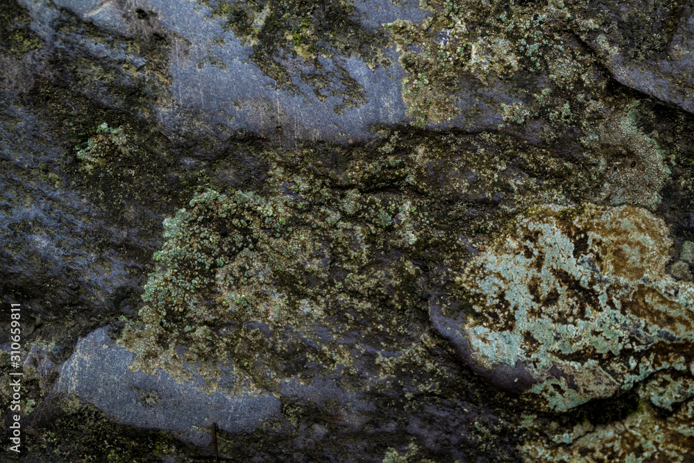 Obraz premium Texture of wet stone covered with moss. Background image of macro photography texture stone