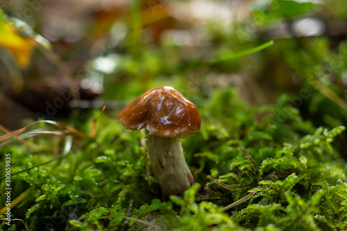 Mushrooms grow wild in the forest