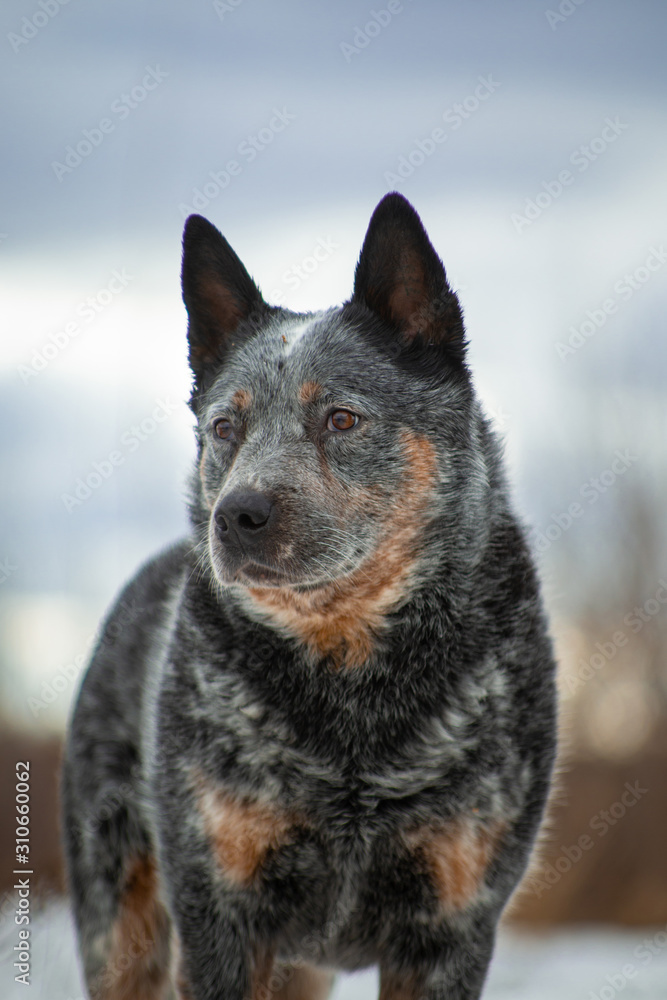 Portrait of a gray dog breed healer