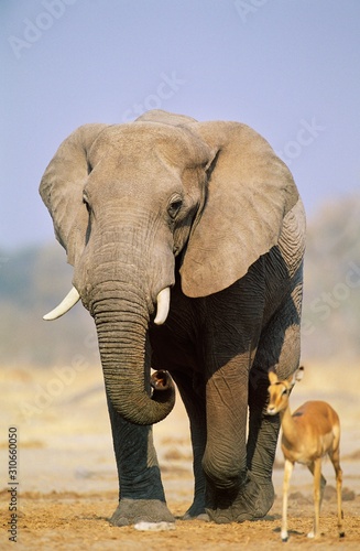 African Elephant (Loxodonta Africana) and Gazelle on savannah © moodboard