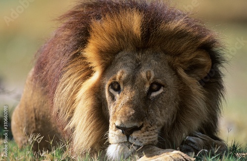 Male Lion lying on savannah