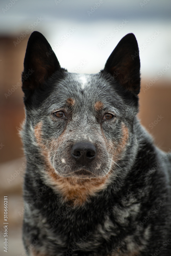 Portrait of a gray dog breed healer