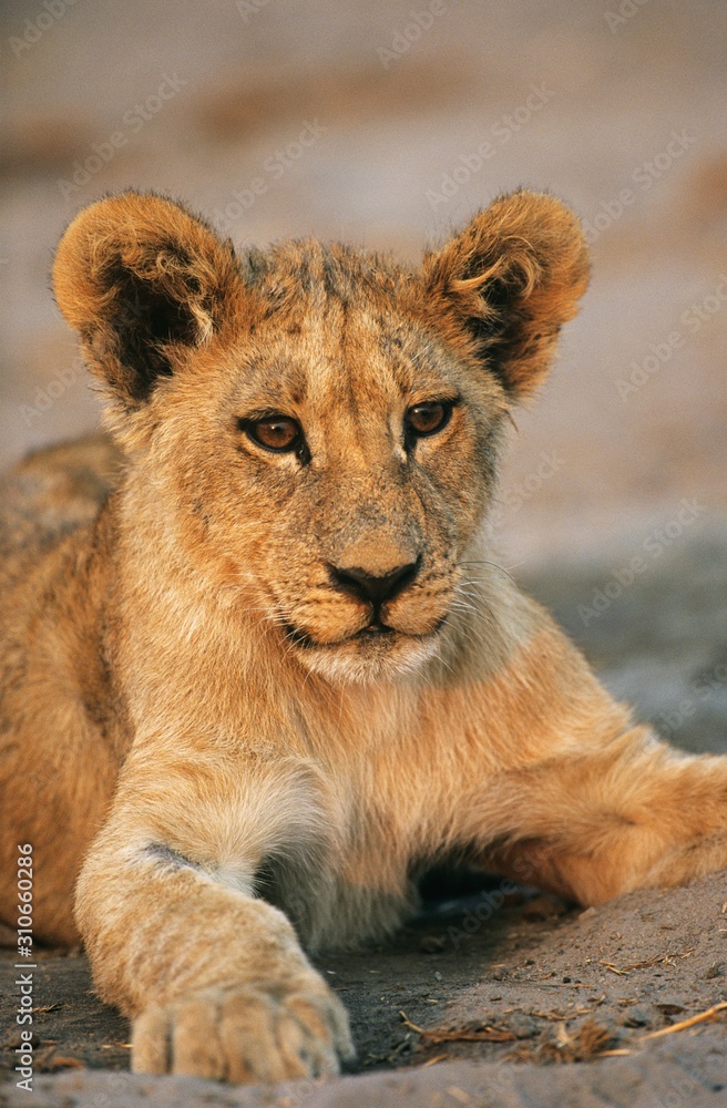Obraz premium Lion resting close-up