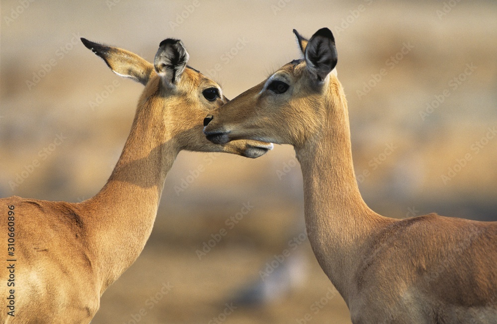 Obraz premium Two Deer face to face outdoors