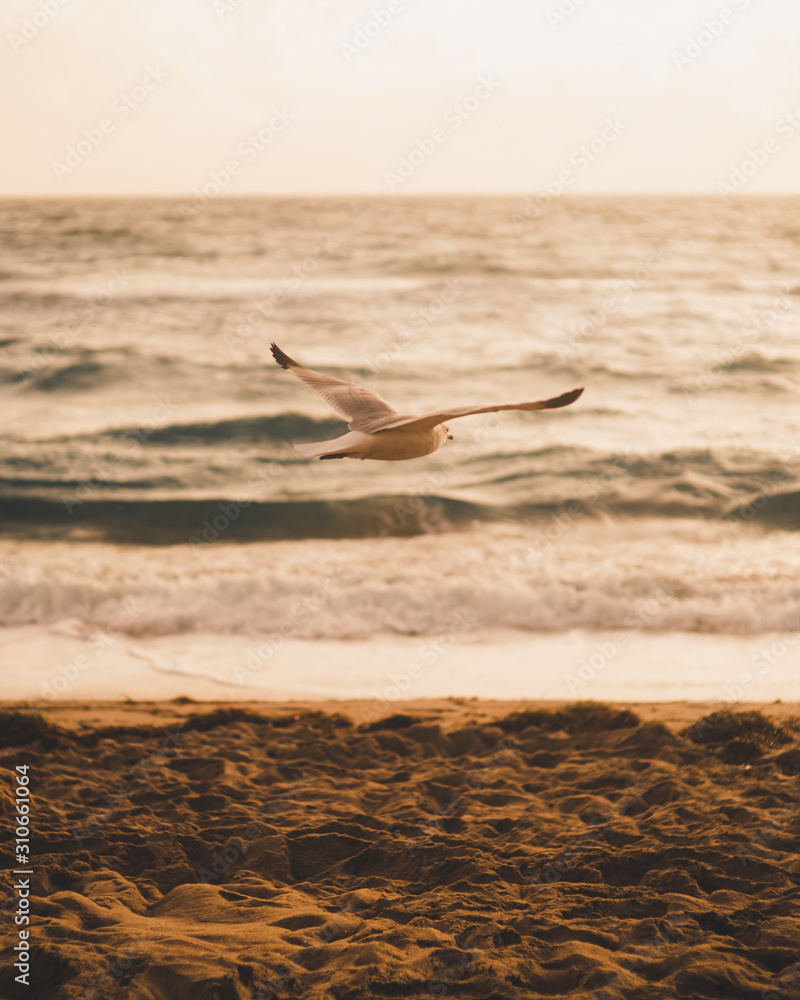 Naklejka premium Closeup photography of flying seagull near bach in Deerfield Beach, Florida, USA