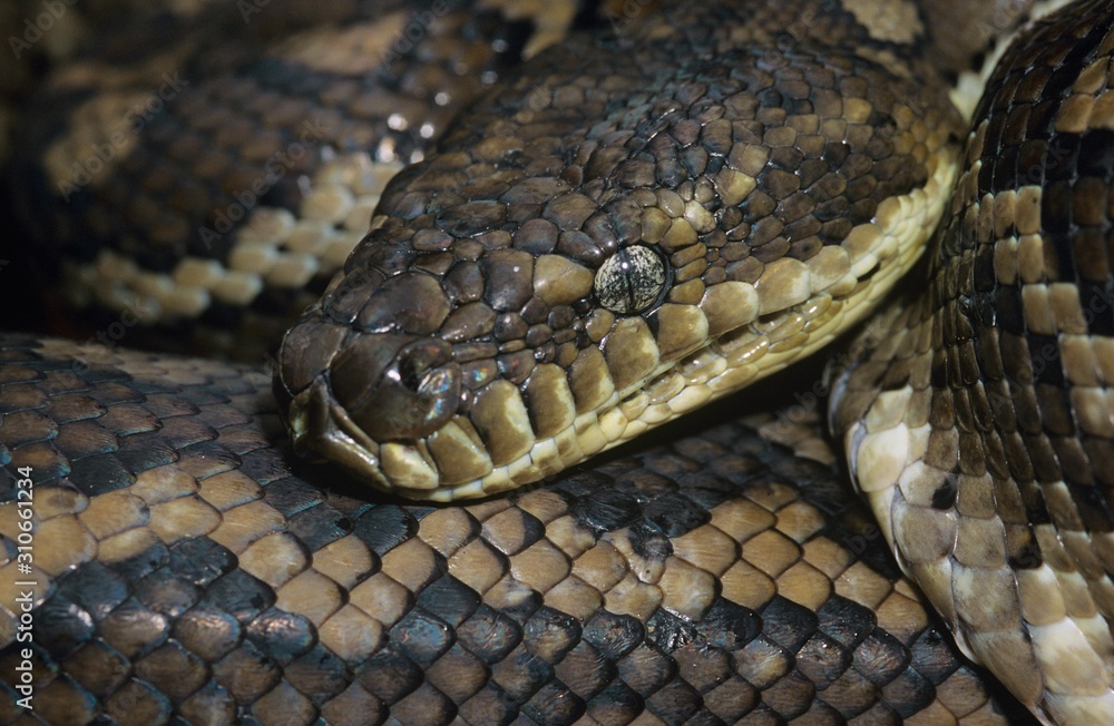 Fototapeta premium Carpet Python close-up