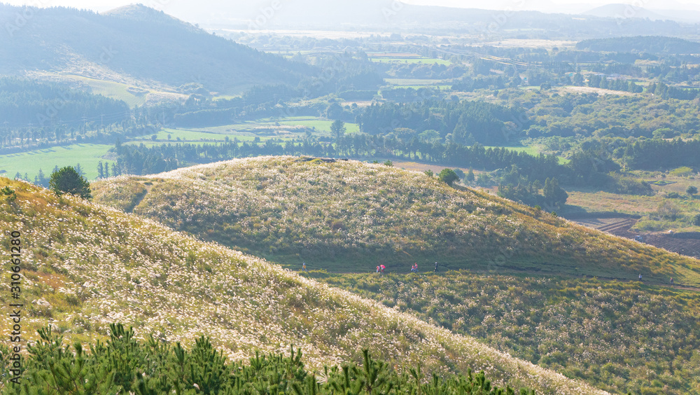 Naklejka premium 제주 용눈이오름 풍경