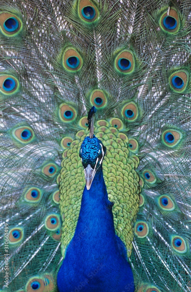 Obraz premium Peacock displaying feathers close-up