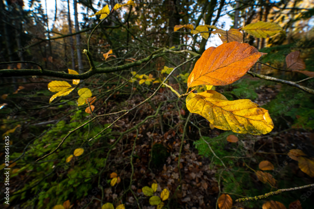 Obraz premium Some nice rural colored autumn leaves on a twig tree