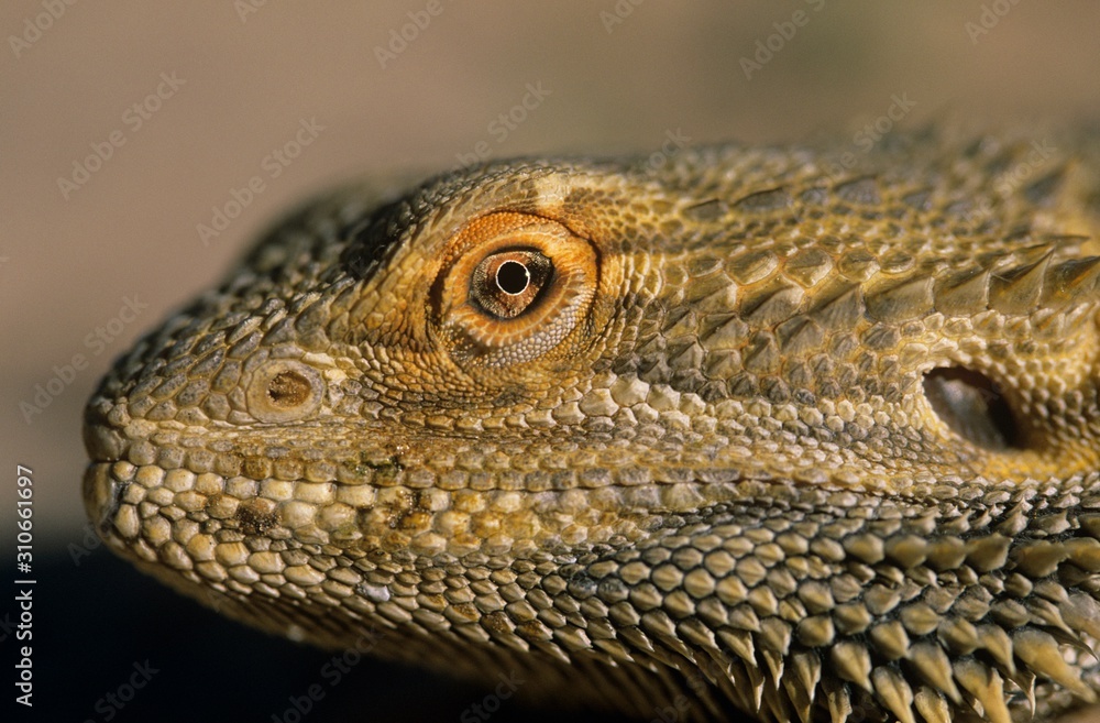 Fototapeta premium Water dragon close-up of head