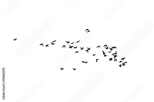 Flying birds. Vector image. White background.