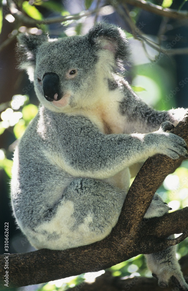 Obraz premium Koala sitting in tree