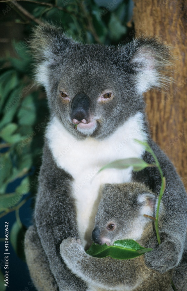 Koala baby with mother sitting in tree