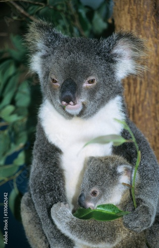 Fototapeta Naklejka Na Ścianę i Meble -  Koala baby with mother sitting in tree