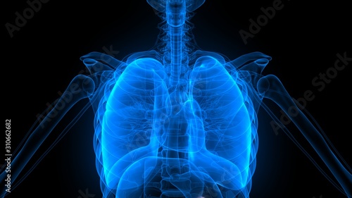 Lungs a Part of Human Respiratory System Anatomy X-ray 3D rendering