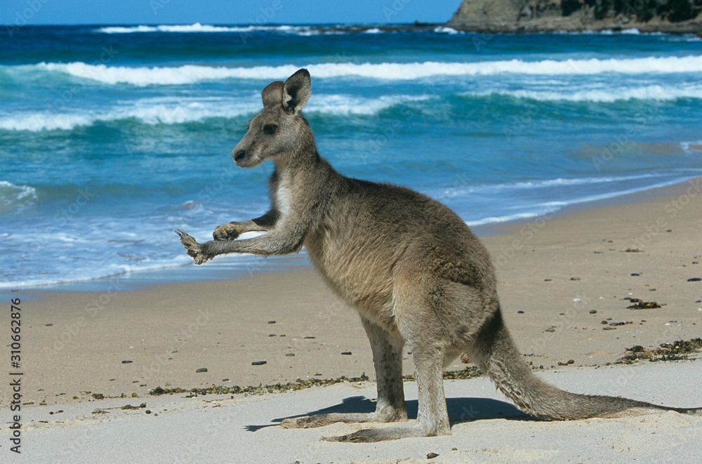 Kangaroo on beach Kangaroo on beach