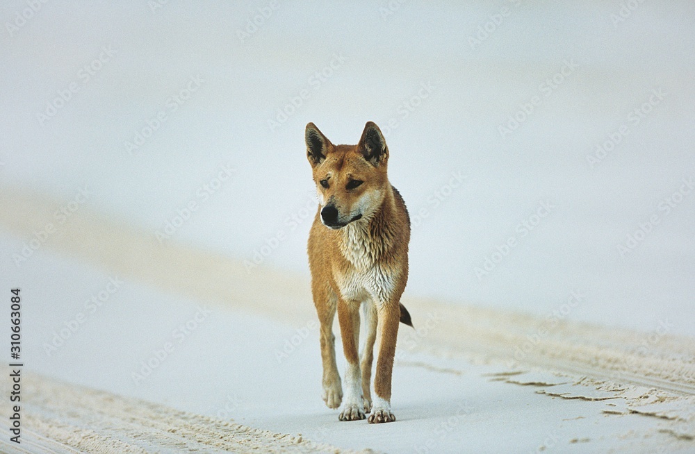 Australian Dingo on beach